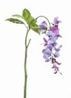 Visteria, plastics