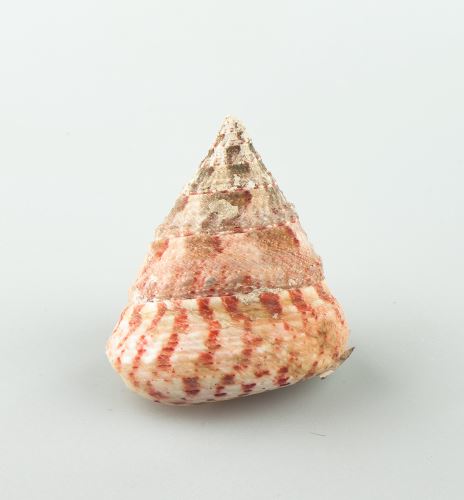 Shell tectus conus, pink-white
