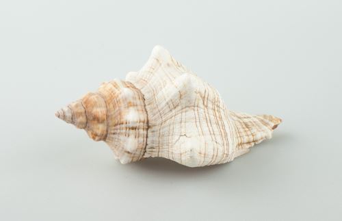 Shell fasciolariidae